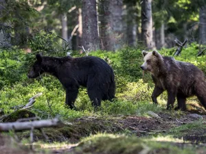 Marea minciună din cazul ursului Arthur: ministrul nu putea da derogare pentru ursoaică cu pui. Foto WWF