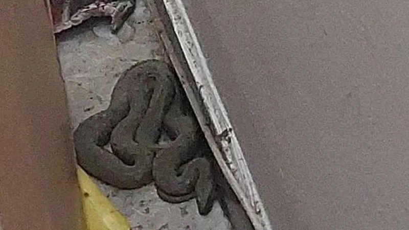 Înfricoșător! Un șarpe de peste un metru, „chiriaș” într-un apartament. L-au prins jandarmii - Foto: IJJ Constanta