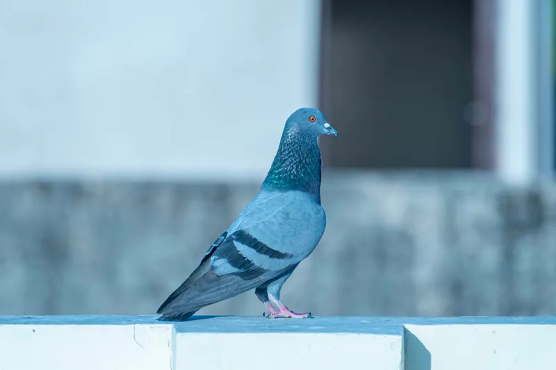 Porumbel Foto: Pexels (imagine cu rol ilustrativ)