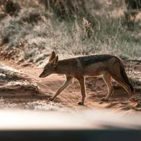 Șacalii au terorizat un oraș din România. Animalele au invadat teritoriul ca în savană Foto: Pexels (fotografie cu caracter ilustrativ)