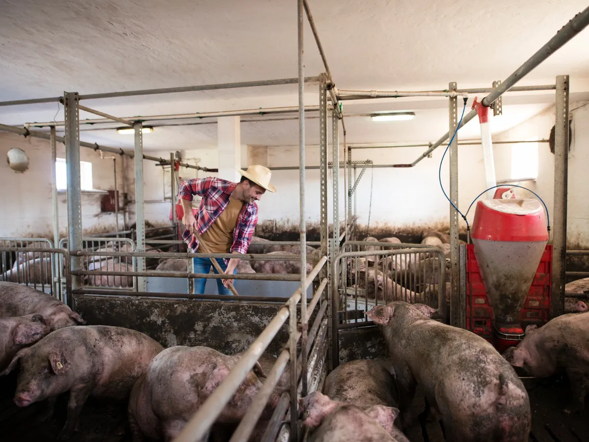 Fermă de porci - Foto: Magnific