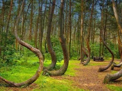 Misterele Pădurii Hoia-Baciu. Ce se întâmplă în „Triunghiul Bermudelor” din Transilvania? - Foto: clujazi.ro