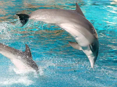 Delfini Foto: Freepik (fotografie cu caracter ilustrativ)