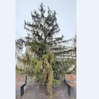 Bradul de Crăciun din Huși/FOTO: vremeanoua.ro