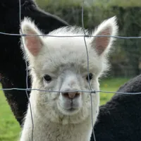 Activişti pentru drepturile animalelor din Londra vor protesta pentru a salva de la moarte o alpaca/FOTO: Unsplash