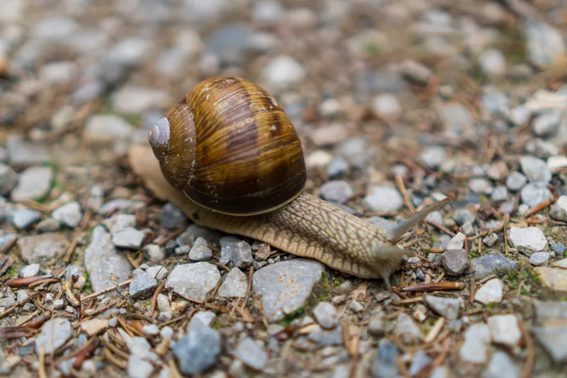 Un melc merg&acirc;nd pe pietre mici &icirc;n natură - Foto: Magnific.com (Imagine cu rol ilustrativ)