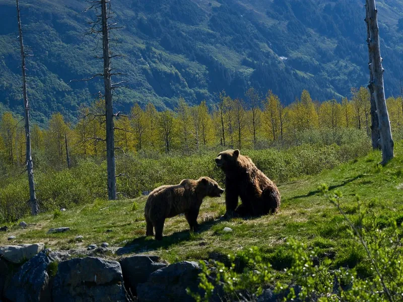 Președintele crede că urșii ar putea fi împușcați abuziv. FOTO: Pexels.com