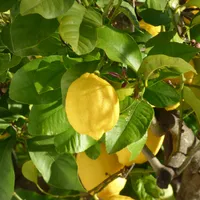 O lămâie din secolul 18 a fost vândută la licitație. Cum arată acum fructul vechi de sute de ani - Foto: Biocorner / imagine cu caracter ilustrativ