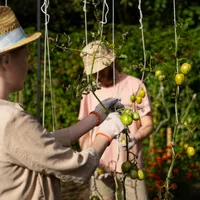 GRădină de legume- Foto: Magnific (rol ilustrativ)