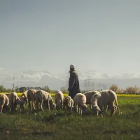 Cioban - Foto: Pexels (Imagine cu rol ilustrativ)