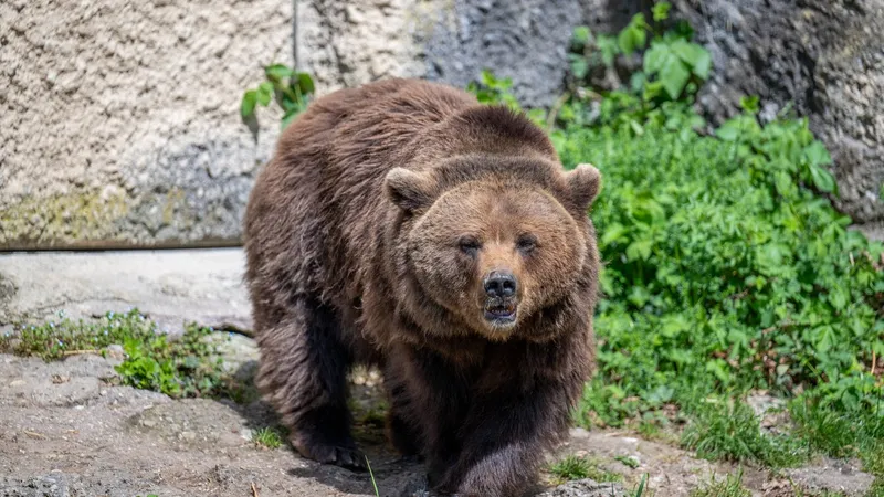 Și-a văzut moartea cu ochii. O turistă a fost atacată de un urs în zona Barajului Vidraru - Foto: Profimedia images - Caracter ilustrativ