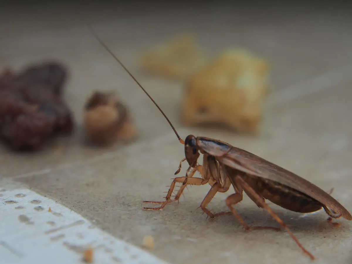 De unde apar gândacii de bucătărie și ce poți face ca să nu îi mai vezi niciodată în casa ta