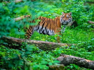 An negru pentru tigrii din India: 126 de mamifere au decedat în 2021. / Foto: mymodernmet.com