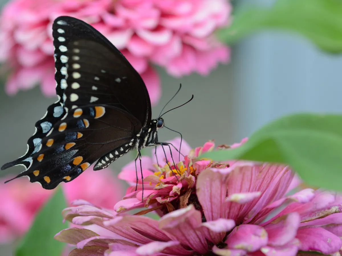 Fluturi Foto: Freepik (imagine cu rol ilustrativ)