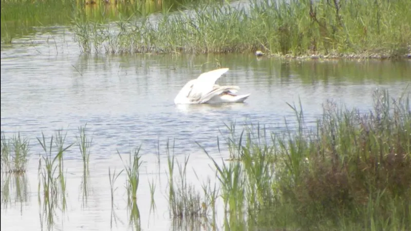 VIDEO O lebădă a fost salvată de pompierii din Giurgiu
