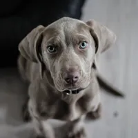 Câine de rasă- Foto: PEXELS PHOTOS