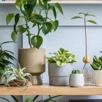 Plantele pe care trebuie neapărat să NU le ai în casă. Ce impact pot avea asupra căminului tău? - Foto: Profimedia Images (imagine cu rol ilustrativ)