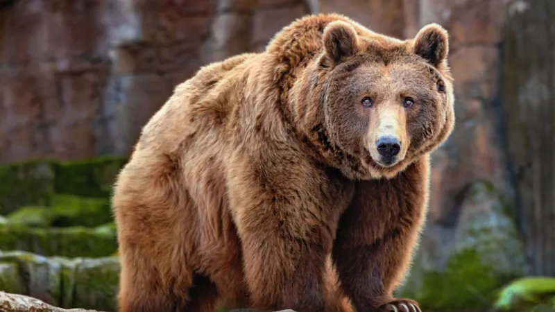 Parc evacuat după ce un urs a intrat neinvitat. Autoritățile au emis RO-ALERT - Foto: Profimedia / imagine rol ilustrativ