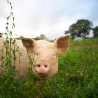 Porc - Foto: Profimedia