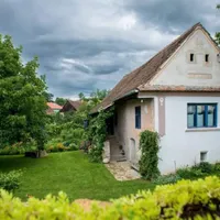 AMENDĂ de câteva sute de euro pentru românii care stau la curte și au copaci. Ce te obligă legea? - Istock / imagine cu rol ilustrativ