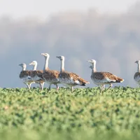 Foto: Asociația Grupul Milvus