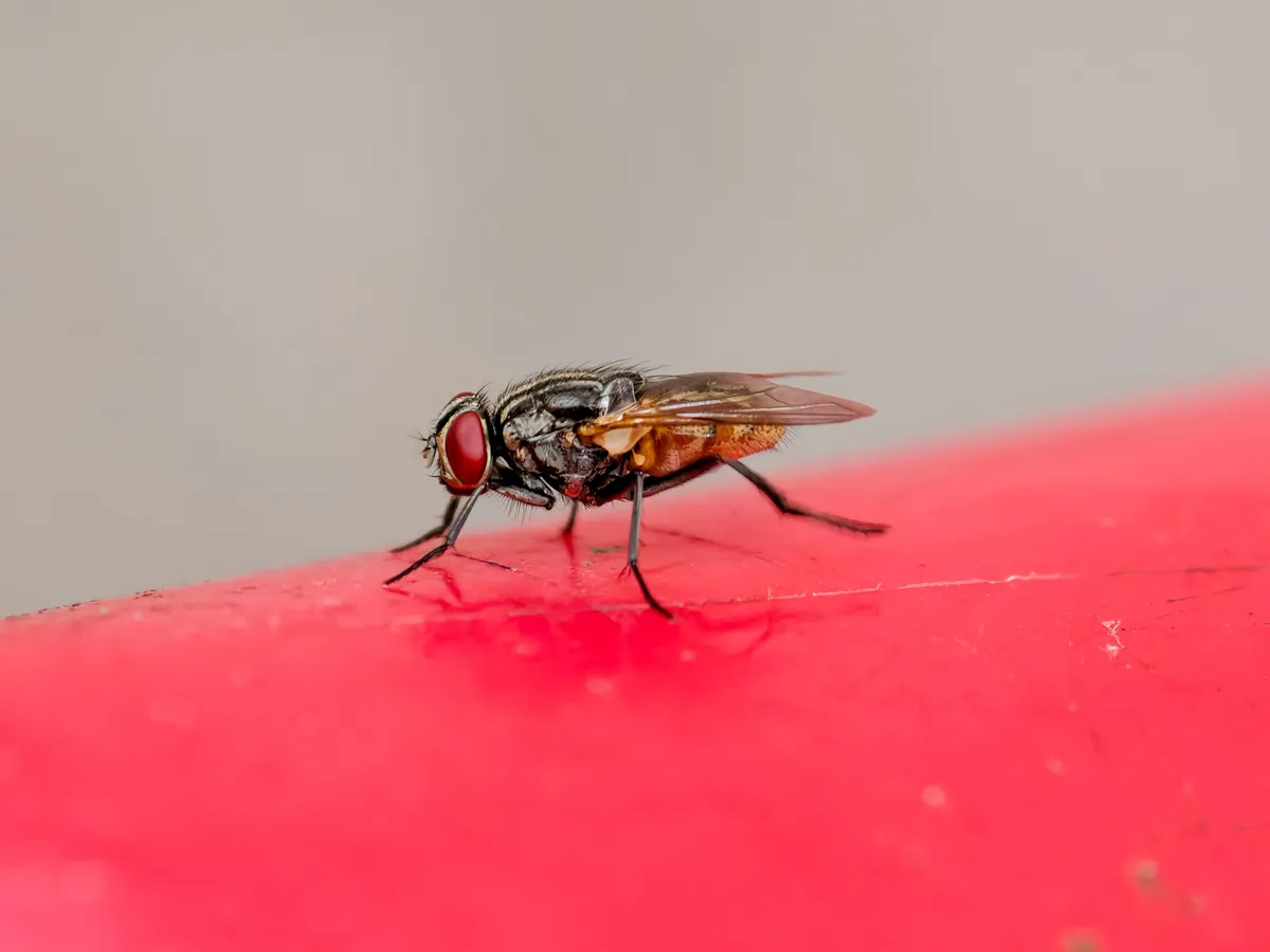 Muște Foto: Pexels (imagine cu rol ilsutrativ)