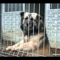 750 de câini fără stăpân sunt la Adăpostul Odăi. Captură video
