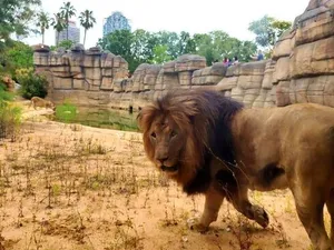 Unul dintre leii de la zoo Barcelona care a fost testat pozitiv pentru coronavirus/FOTO: Zoo Barcelona