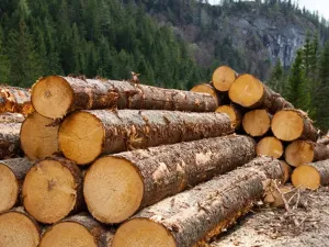 Panică la Romsilva unde s-a luat și bonus de 100.000 € la pensie. Ce spune noul ministru al Mediului - Foto: Freepik (Imagine cu rol ilustrativ)