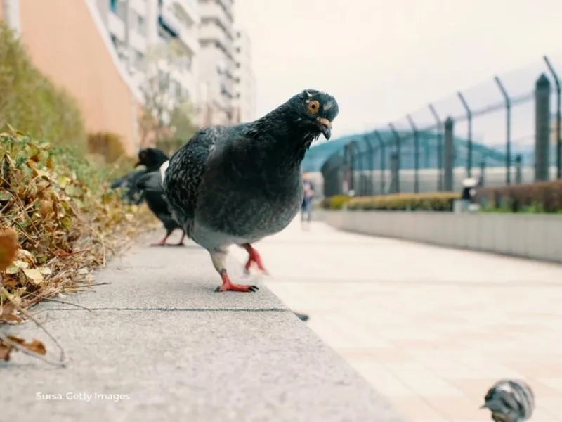 Orașul din România unde ești amendat dacă hrănești porumbeii. De ce nu ai voie?