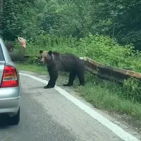 Un argeșean, filmat când aruncă cu un gunoi într-un urs pe șosea Foto: Facebook