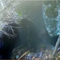 VIDEO Un urs a fost surprins în Munții Apuseni în timp ce își pregătea bârlogul pentru „sărbători” - Foto: Captură de ecran/ Facebook/ Romsilva