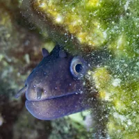 VIDEO Cel mai misterios pește din Ocean. Acceptă să fie mâncat ca să evadeze din burta rechinului - Foto: Profimedia Images