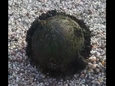 Mină Marină - Foto: Facebook/ Constanta Tv