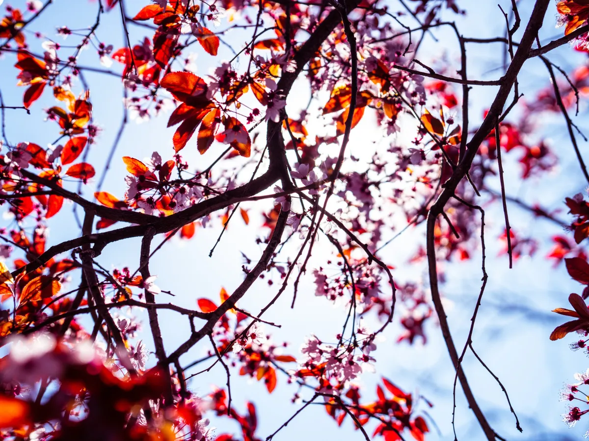 Alergiile nu mai au „sezon”. Ce se întâmplă când copacii înfloresc primăvara prea devreme?