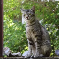 Pisică în sălbăticie - Foto: Pexels (cu rol ilustrativ)