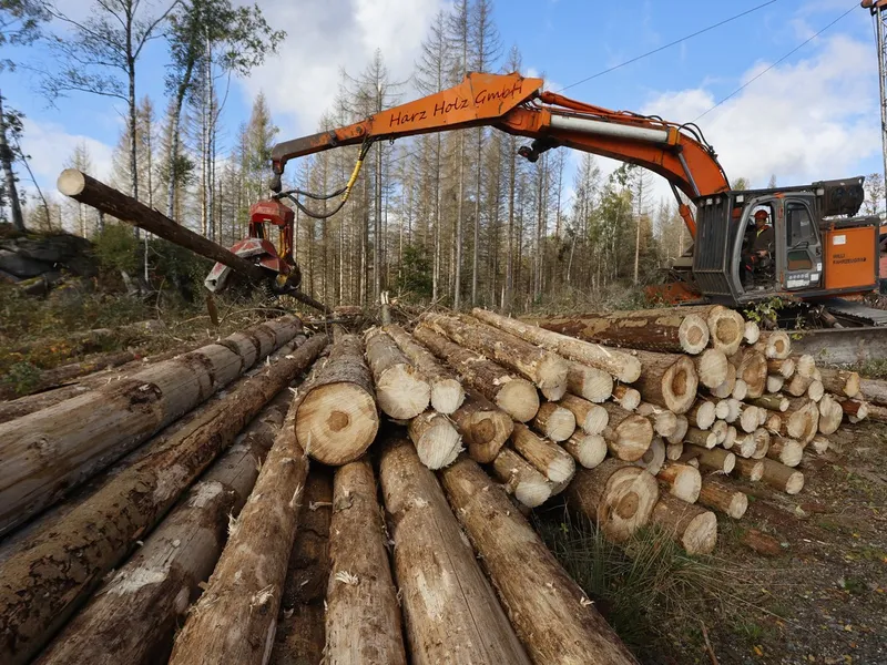 Guvernul a plafonat prețul lemnului la 400 de lei. Comercianții vând și cu 1.000 de lei metrul cub - FOTO: Profimedia