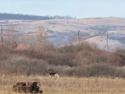 Un elan, surprins în sălbăticie în România. - Foto: captura video
