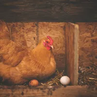 Cum poți primi 100 de euro de la stat pentru fiecare porc și pasăre? A fost suplimentat bugetul Foto: Pexels (fotografie cu caracter ilustrativ)