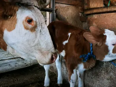 Cum ajunge litrul de lapte și 12 lei, la supermarket, deși producătorii români în vând cu 2 lei? - Foto: captură video YouTube/Fermierul Adrian