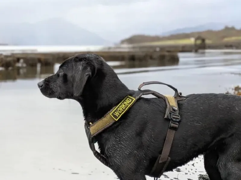 Labrador negru