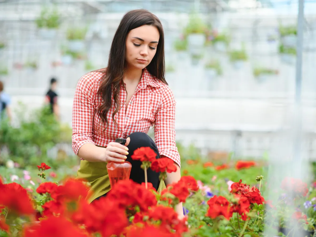 Udați mușcatele cu această apă. Plantele vor înflori luni de zile fără oprire dacă respectați regula