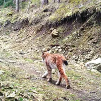 Râsul a fost văzut în pădurile din Suceava. Felina se deplasează fără zgomot și atacă prada Foto: Ioan Lehovolea și Silvian Poenari, Ocolul Silvic Pojorâta - Direcția Silvică Suceava
