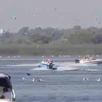 Sute de pelicani au fost speriați și loviți de patru bărci în Deltă. O anchetă a fost deschisă Foto: captura video Observator