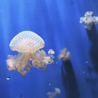 Cum procedezi atunci când ai fost înțepat de o meduză? Cu ce afecțiuni grave te poți alege? - Foto: Profimedia Images (imagine cu rol ilustrativ)
