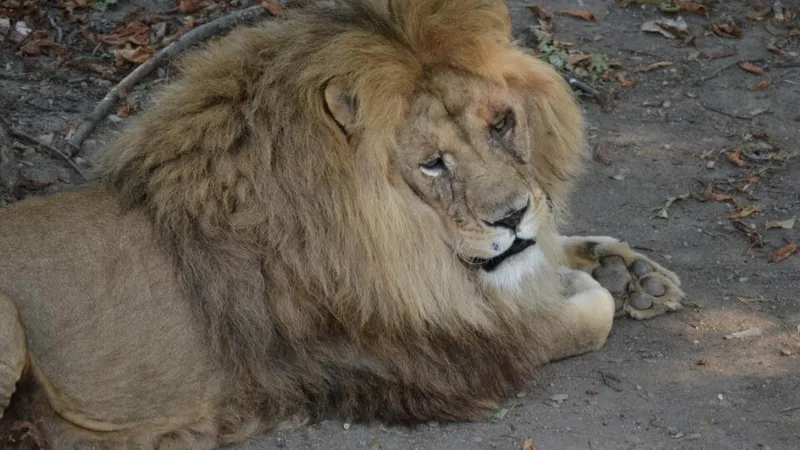 ALERTĂ Un leu se plimbă liber prin Târgoviște. A scăpat de la grădina zoologică