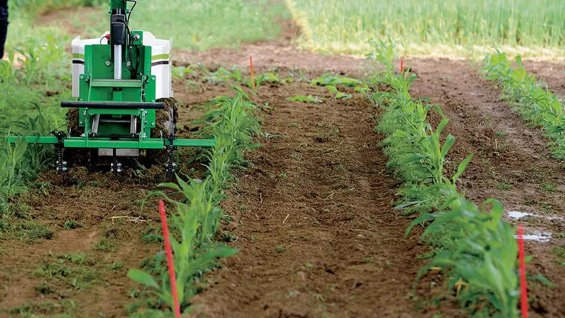 FARMBOTS Mașinile cu AI se ocupă deja de culturi. Stânga: Un robot smulge buruienile în timpul unei demonstrații a noilor tehnologii din Franța