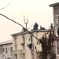 Șase bărbați și-un copil au tăiat porcul pe bloc din Baia Mare. Tot acolo l-au și pârlit  Foto: catpură video presasm.ro