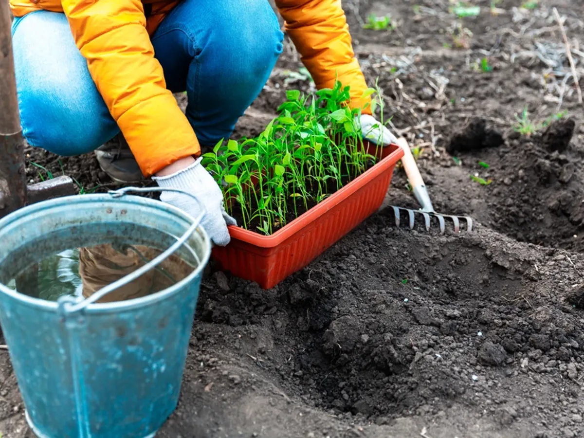 Îngroapă asta în grădină și privește cum plantele tale cresc peste noapte. Ai nevoie doar de un lucru inutil