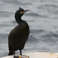 Cormoranul moțat/FOTO: sor.ro